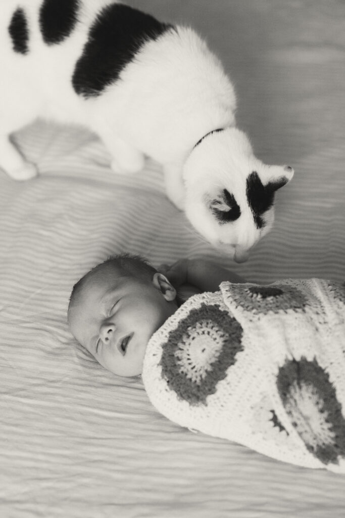 Family kitten sniffing the head of a newborn baby